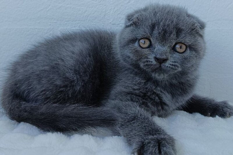 Tiana Scottish Fold female, blue