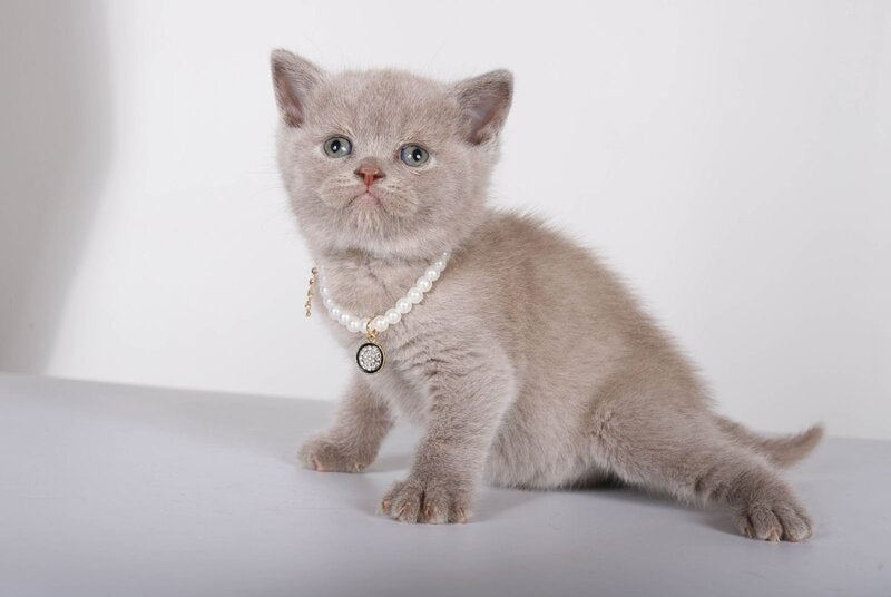 Saymon British Shorthair male, lilac