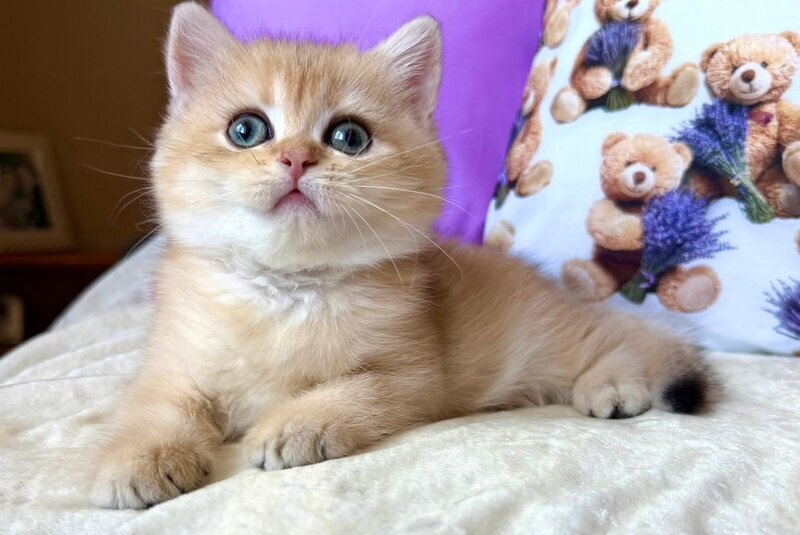 Alina British Shorthair female, black golden chinchilla