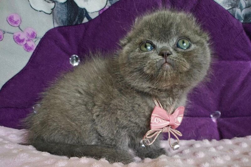 Uslada Scottish Fold female, blue