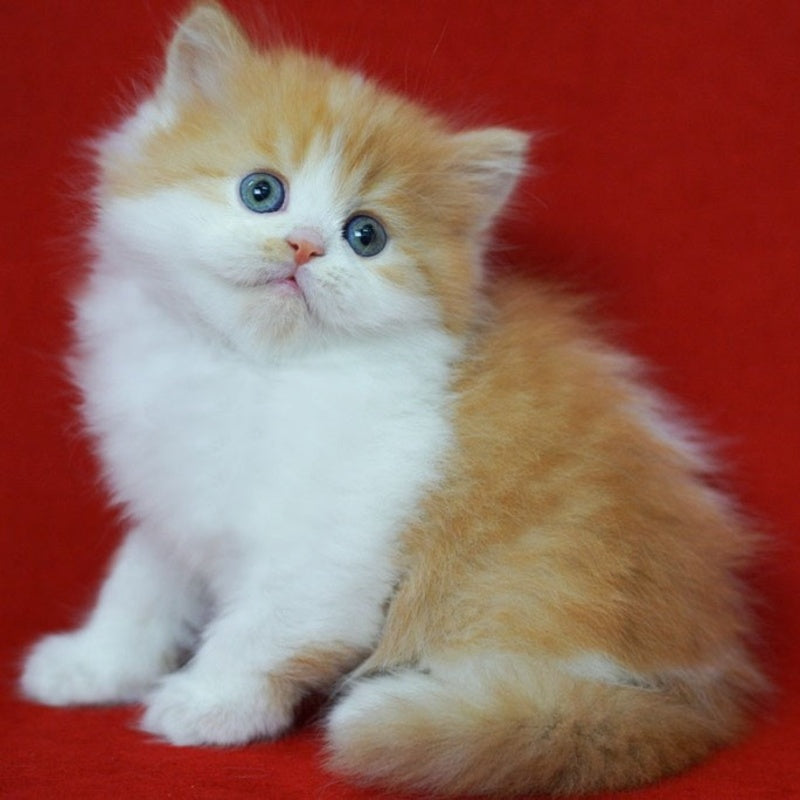 Top Top Scottish Straight male, red spotted tabby bicolour