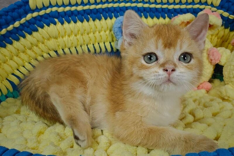 Valet British Shorthair male, chocolate golden chinchilla
