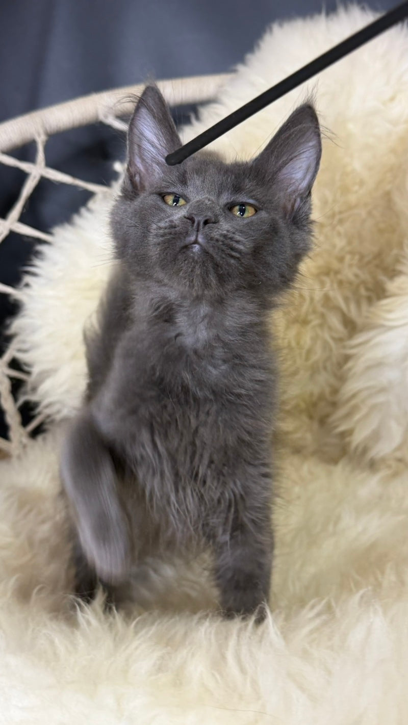 Quix Maine Coon male, blue
