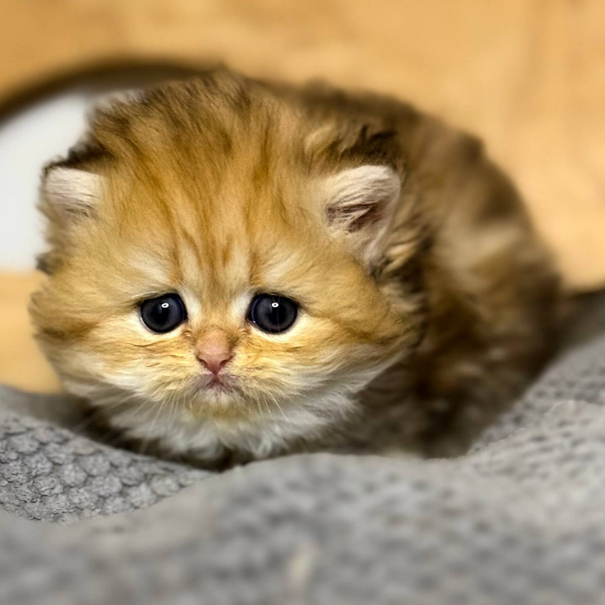 Nori Scottish Straight male, black golden tabby