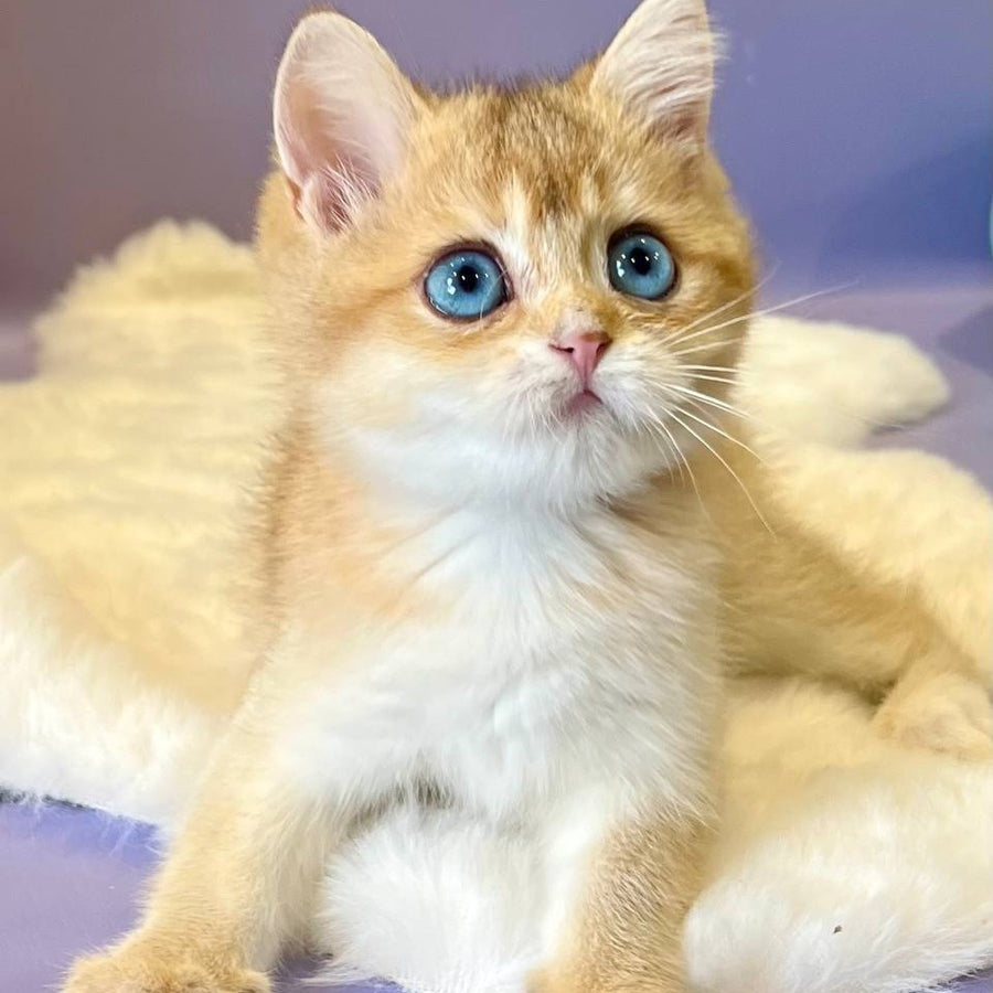 Irvin British Shorthair male, black golden shaded