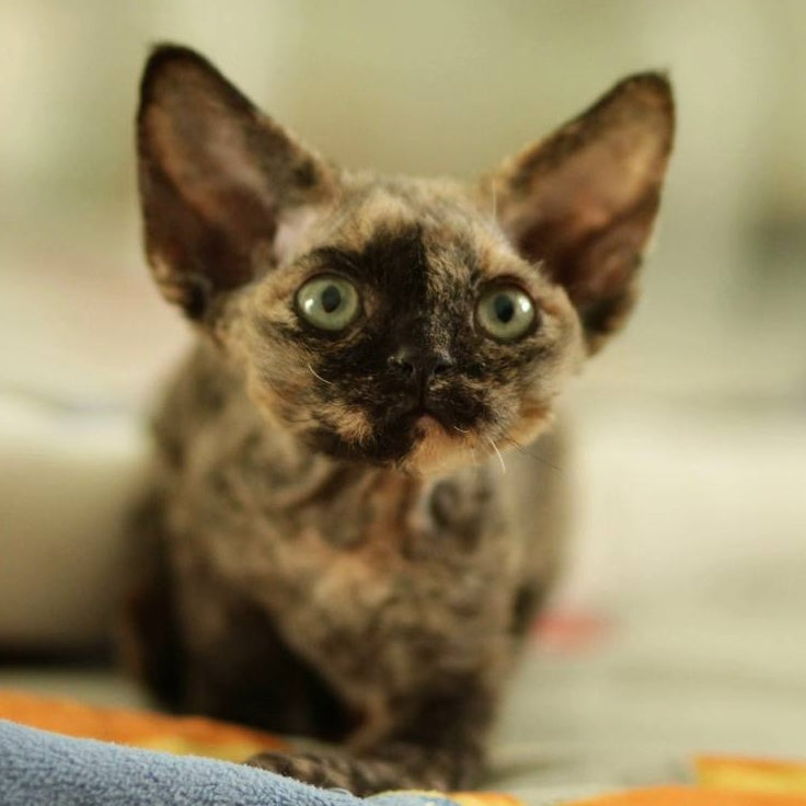 Pixie Devon Rex female, black tortie