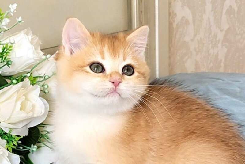 Wanda British Shorthair female black golden chinchilla live animals