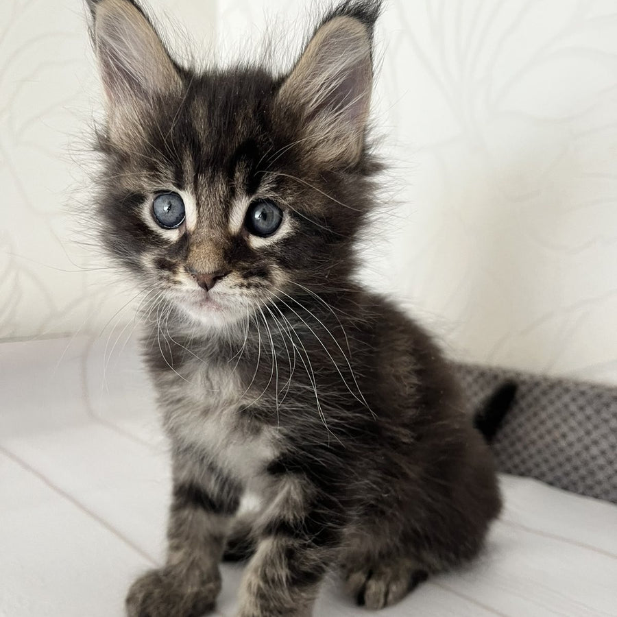Iron Maine Coon male, black tabby
