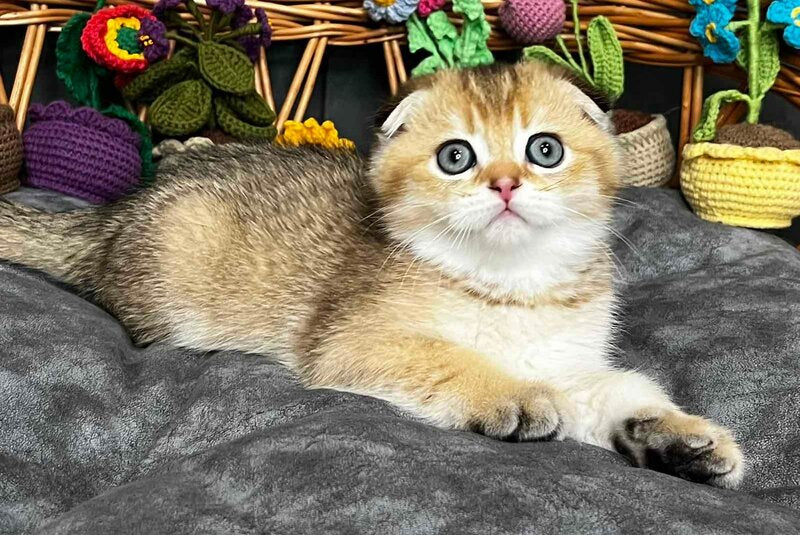 Konan Scottish Fold male, black golden ticked tabby