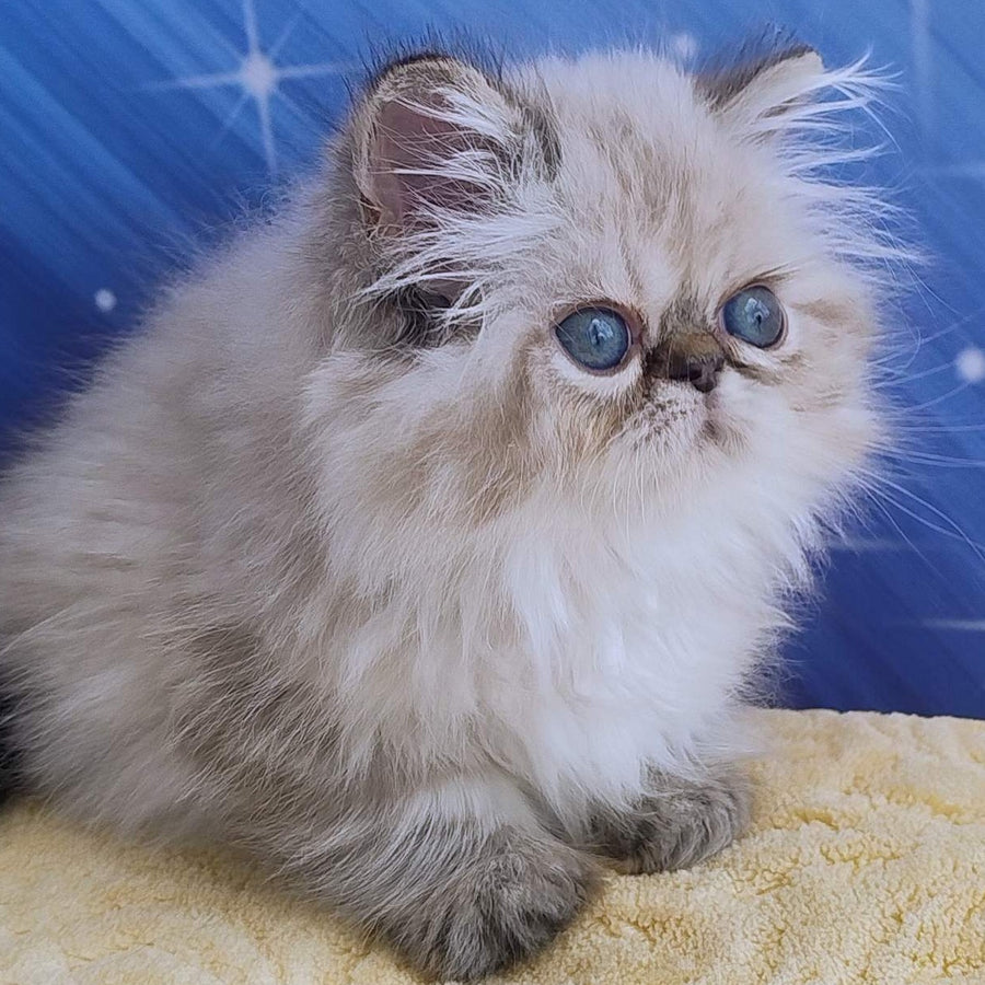 Sindi Persian female, black pointed