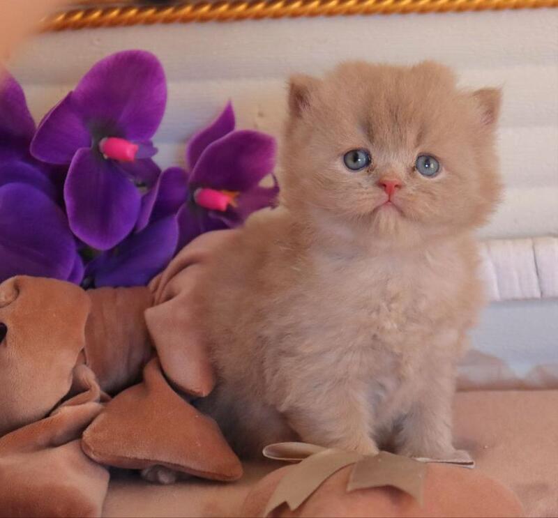 Benjamin British Longhair male fawn - live animals