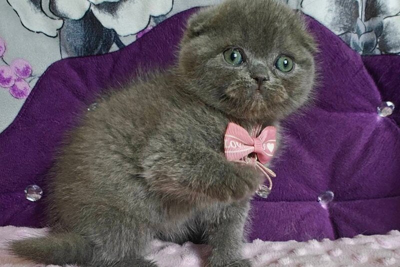 Uslada Scottish Fold female, blue