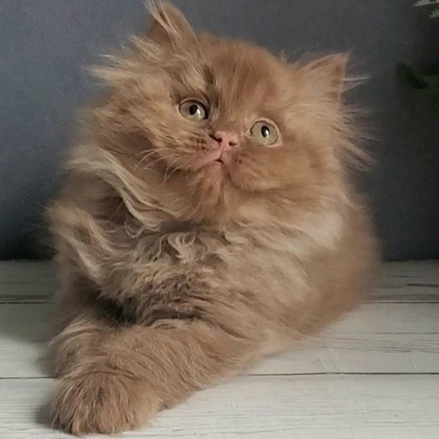 Fortuna British Longhair female, cinnamon