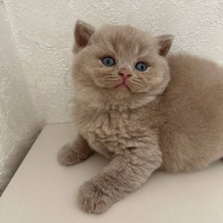 Jasmine British Shorthair female, fawn