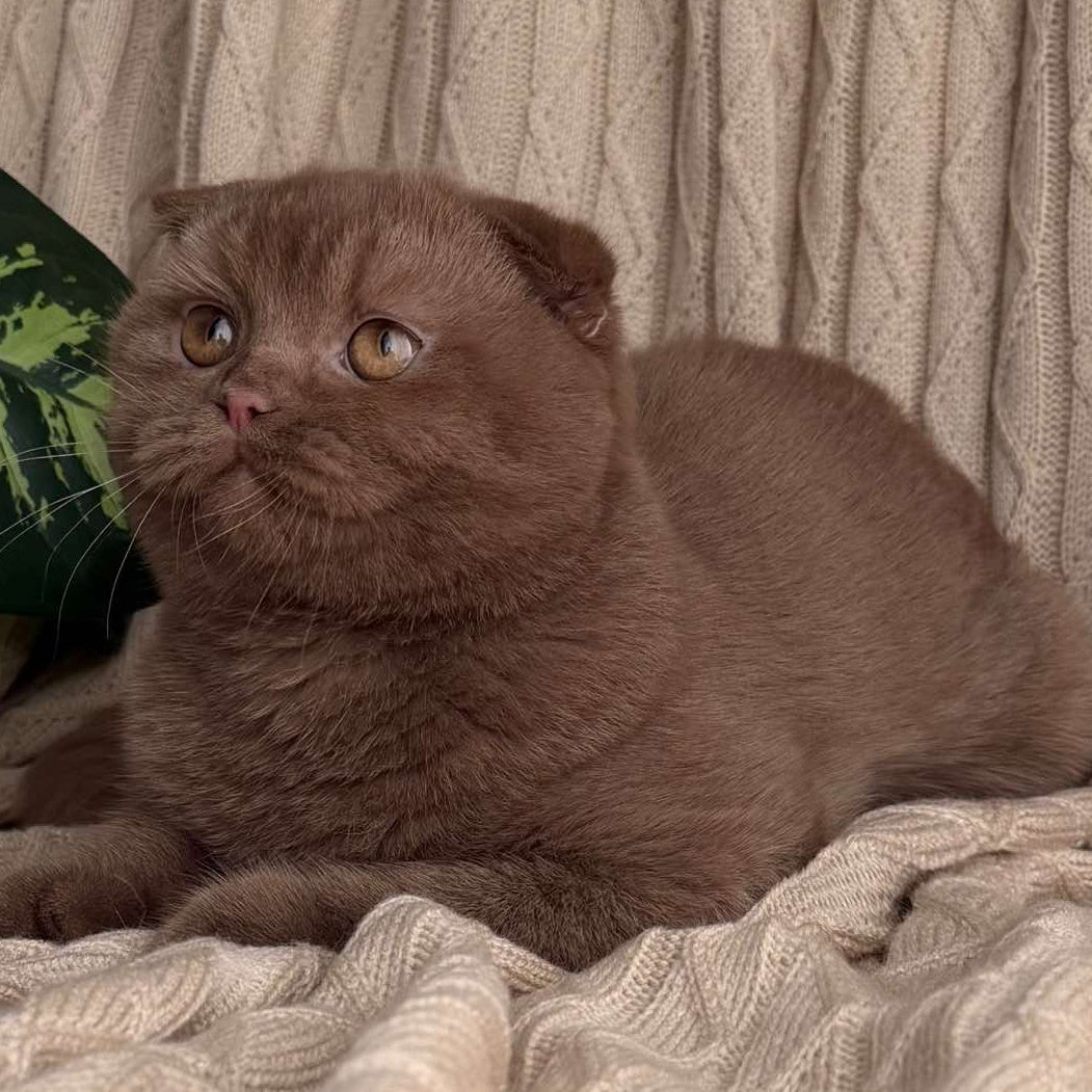 Oscar Scottish Fold male, cinnamon