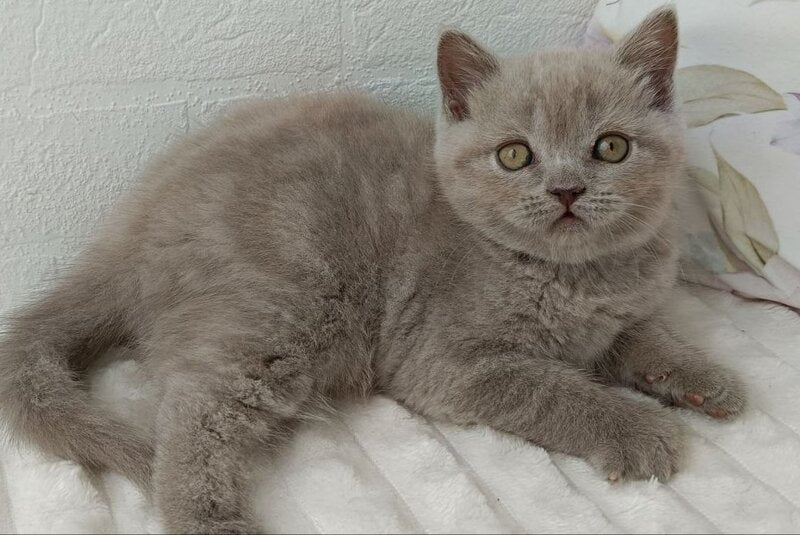 Vanessa Scottish Straight female lilac - live animals