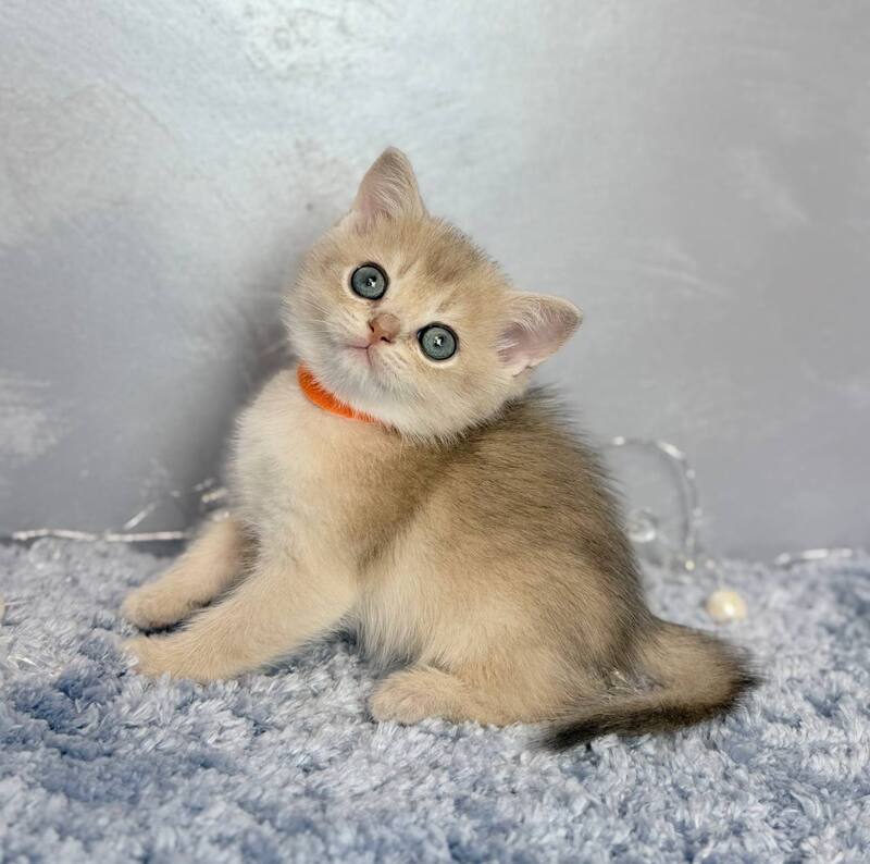 Eley Scottish Straight male, blue golden shaded