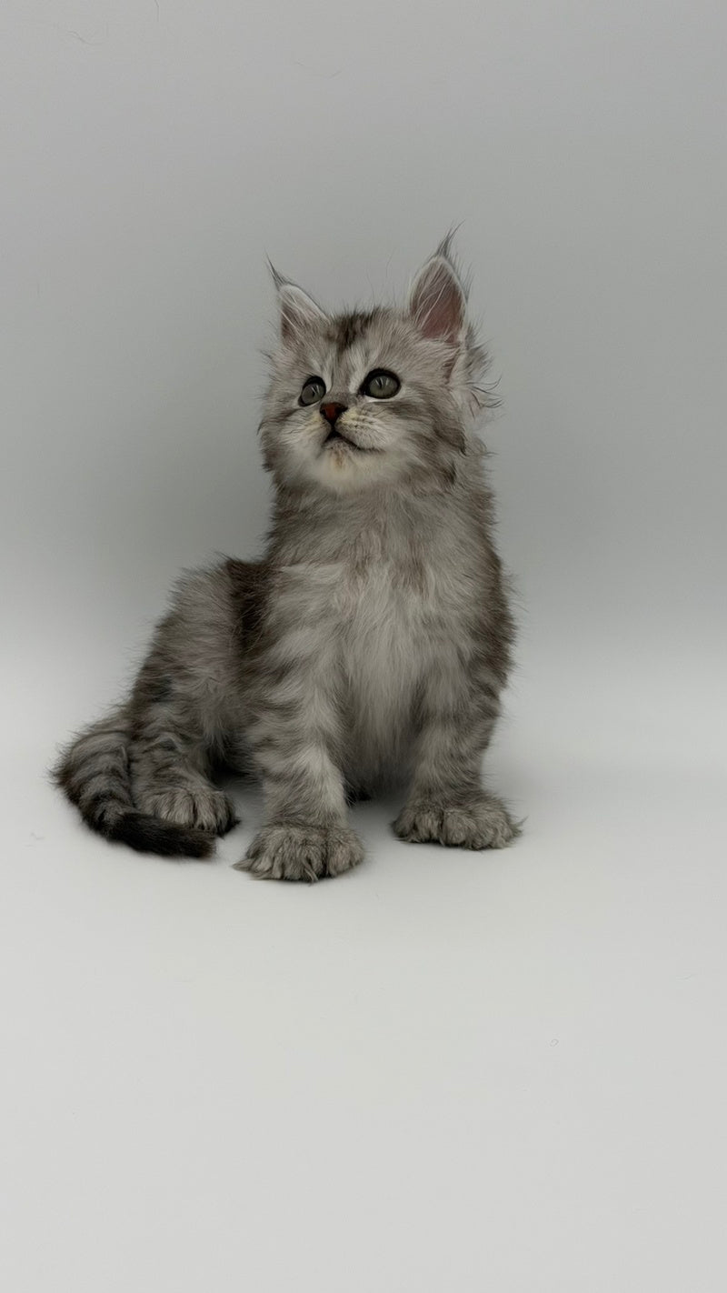 Marta Maine Coon polydactyl female, black silver spotted tabby