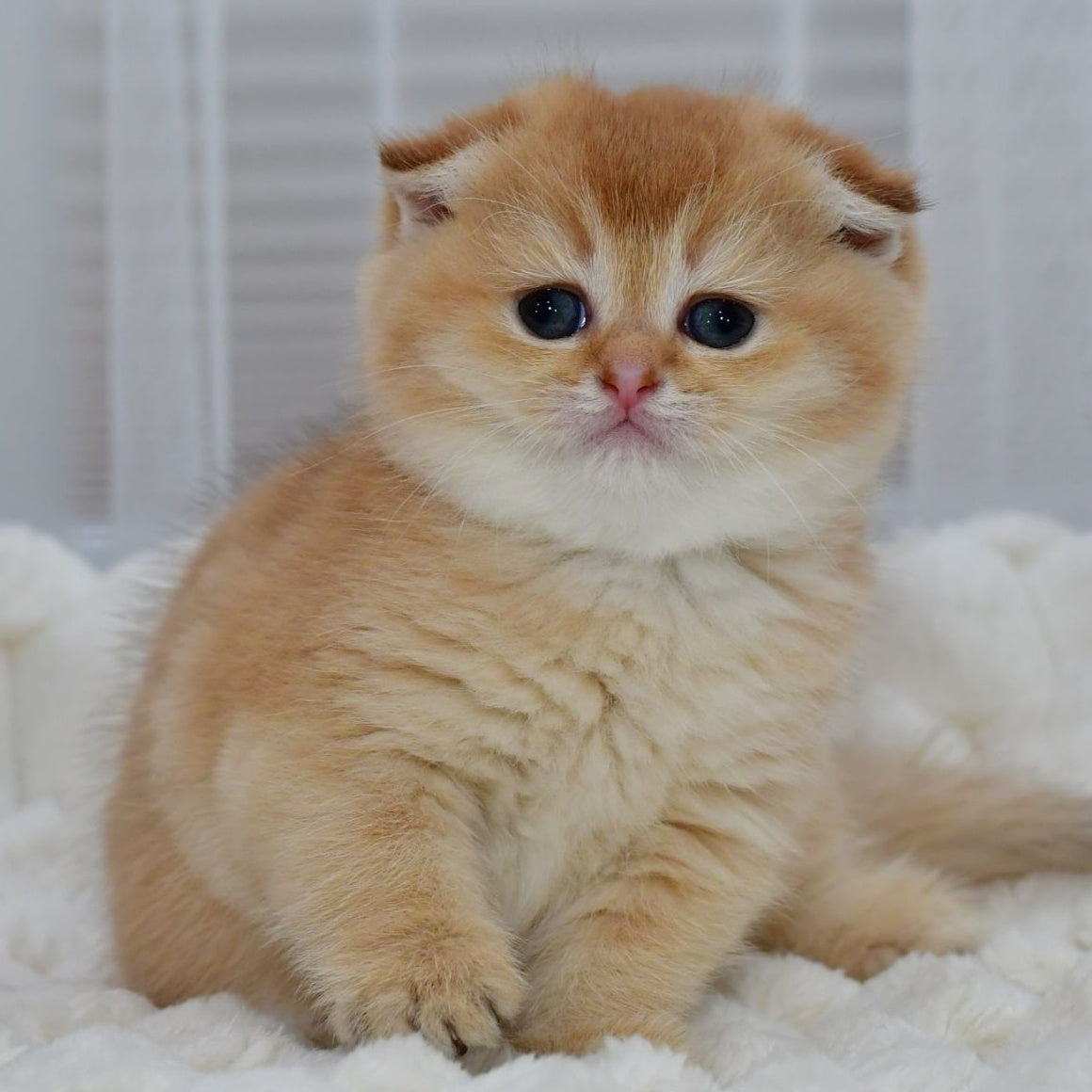 Nika Scottish Fold female, black golden shaded