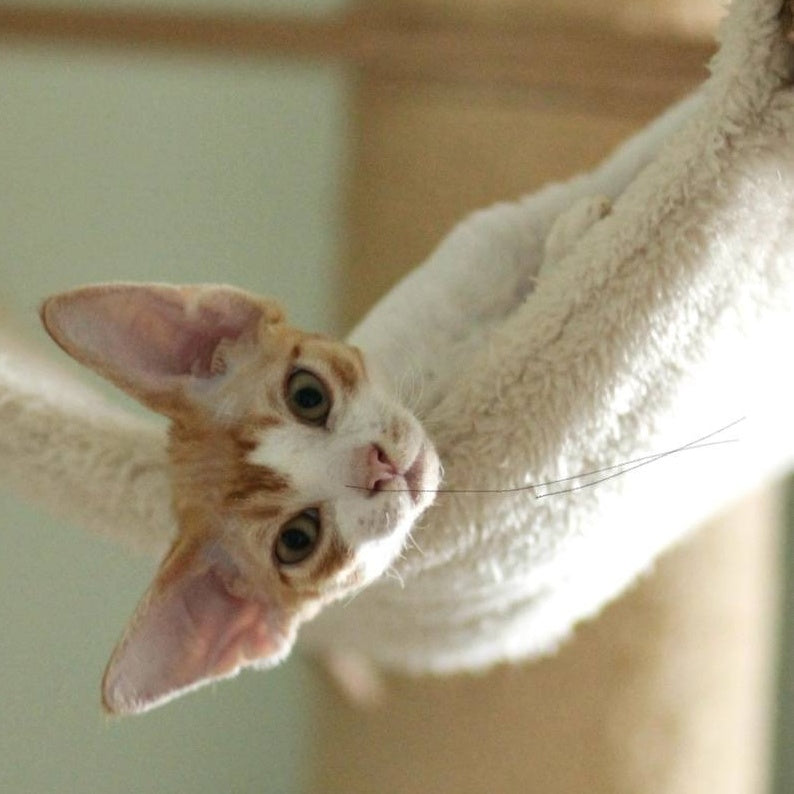 Oscar Devon Rex male, red bicolour