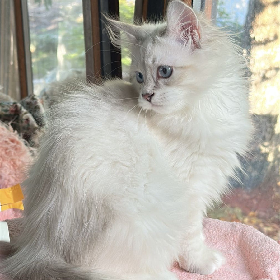 Walentine Siberian male, blue tabby pointed with white