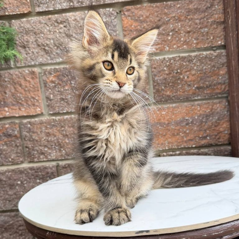 Buddy Maine Coon male, black ticked tabby