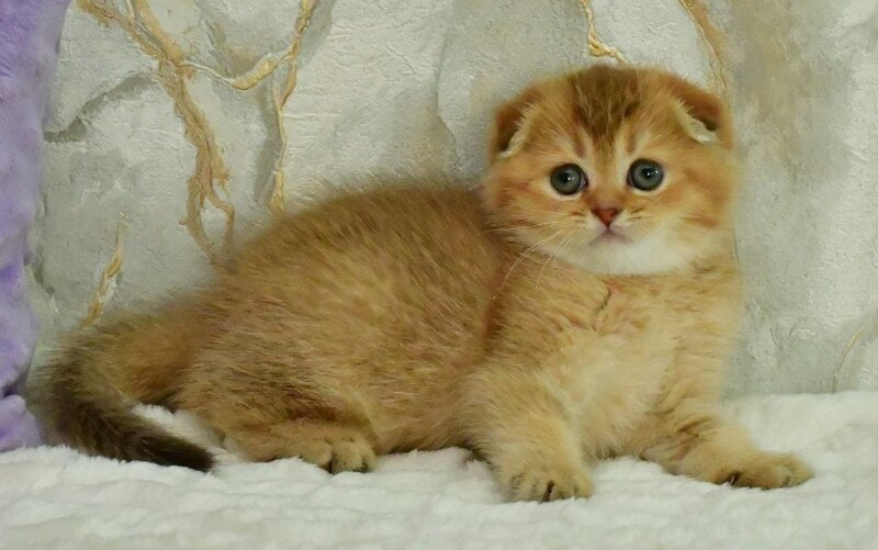Josie Scottish Fold female, chocolate golden shaded