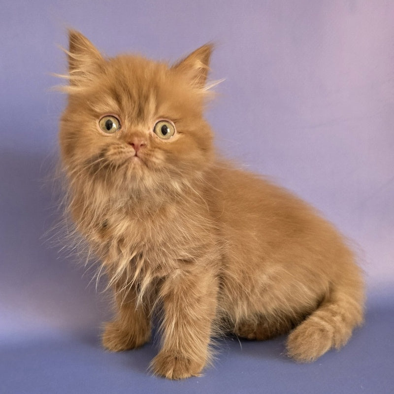 Biscuit Scottish Fold male, cinnamon