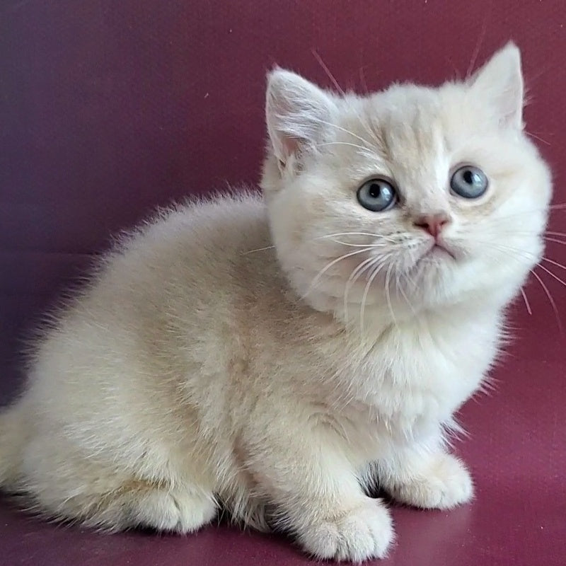 Alisa British Shorthair female, lilac golden shaded