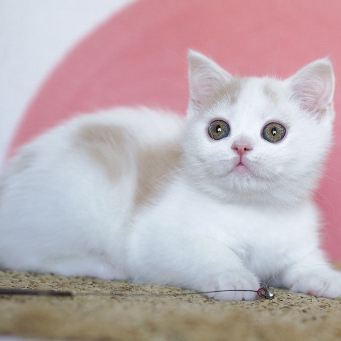 Quill Scottish Straight male, cream tabby harlequin