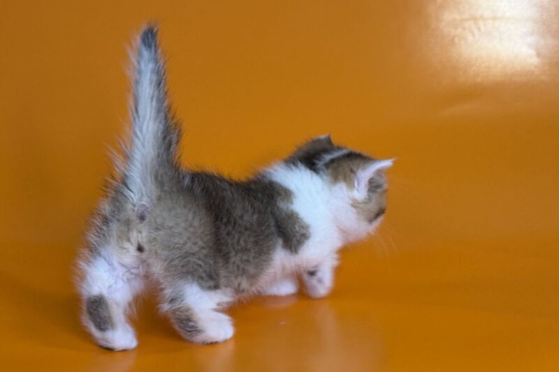 Yavik Munchkin male black golden ticked tabby - live animals