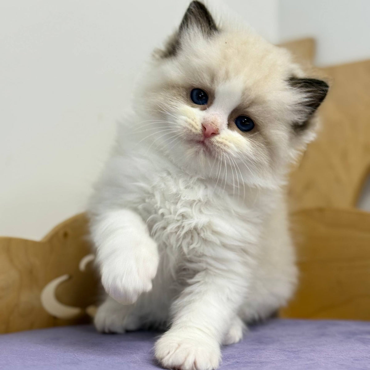Ronald Ragdoll male, black bicolour