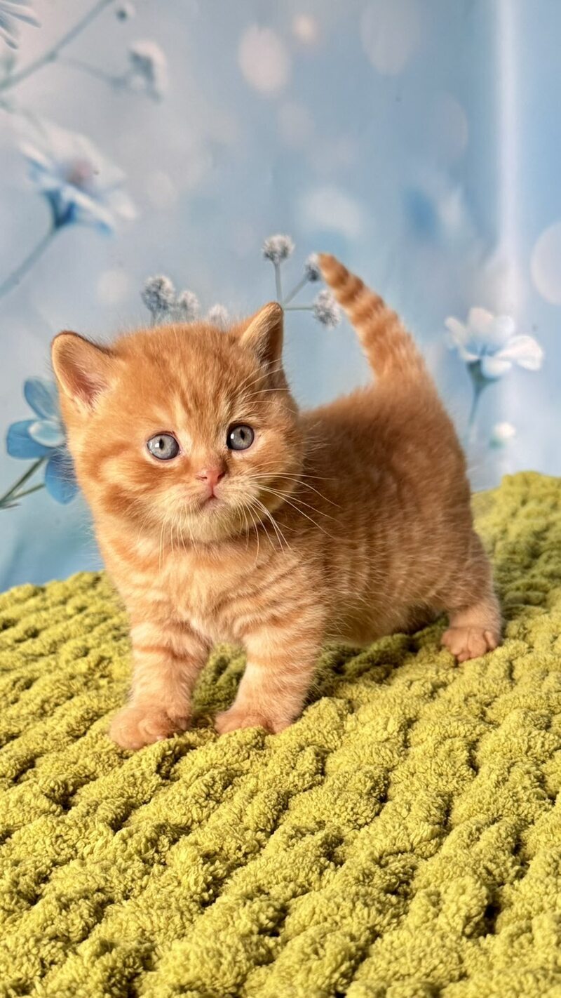 George British Shorthair male red - live animals