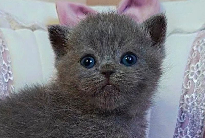 Joy Scottish Straight male blue - live animals