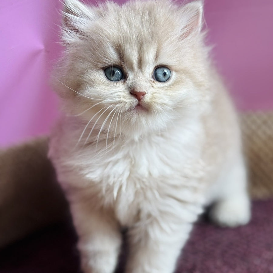 Shanti British Longhair female, lilac golden shaded