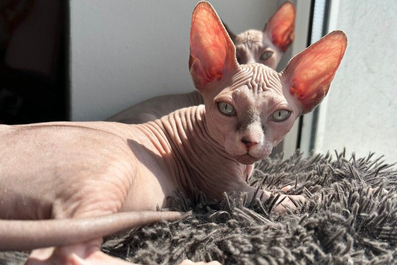 Sima Canadian Sphynx female, blue