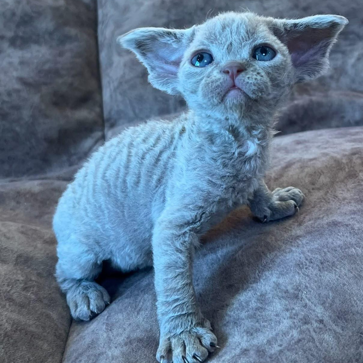 Vlad Devon Rex male, lilac