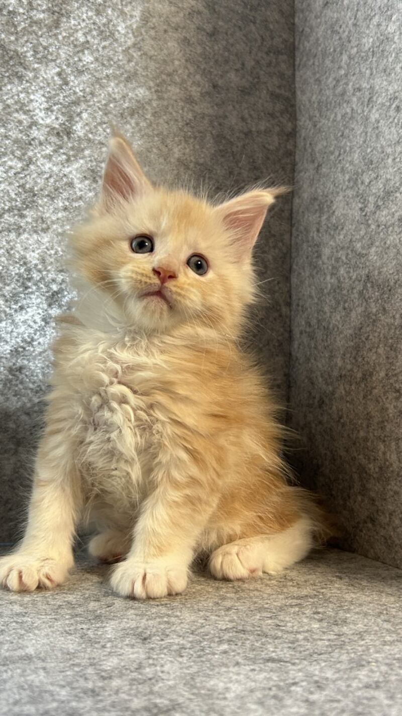 Amur Maine Coon male cream silver with white - live animals
