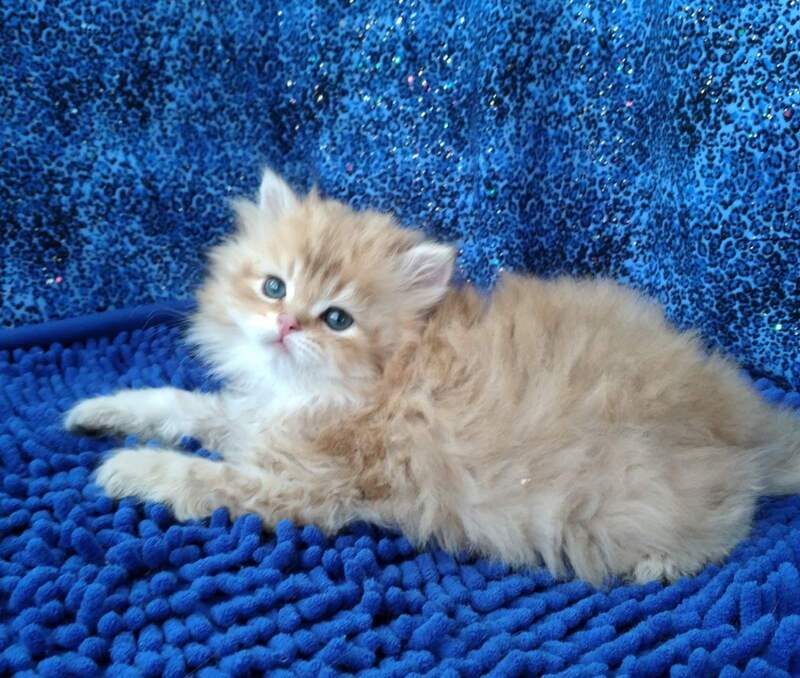 Rodger British Longhair male black golden shaded - live animals
