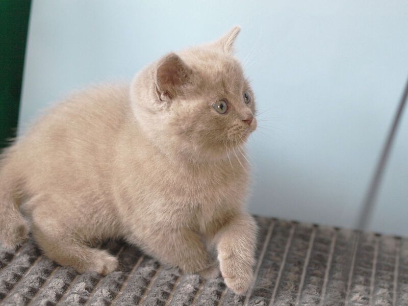 Olex British Shorthair male, lilac