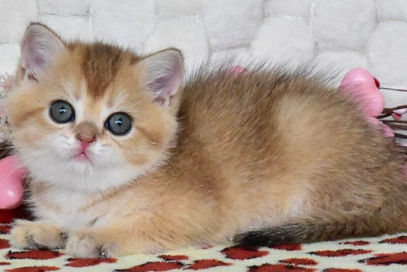 Wendy British Shorthair female black golden shaded - live animals