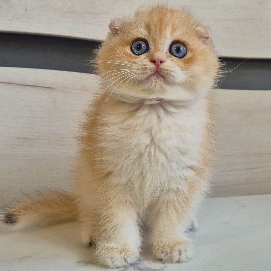Luntik Scottish Fold male, black golden chinchilla