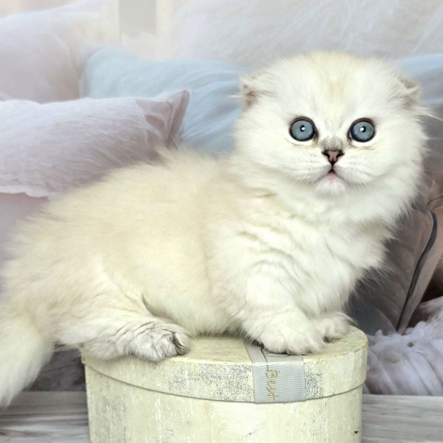 Sapphire Munchkin female, black silver shaded pointed