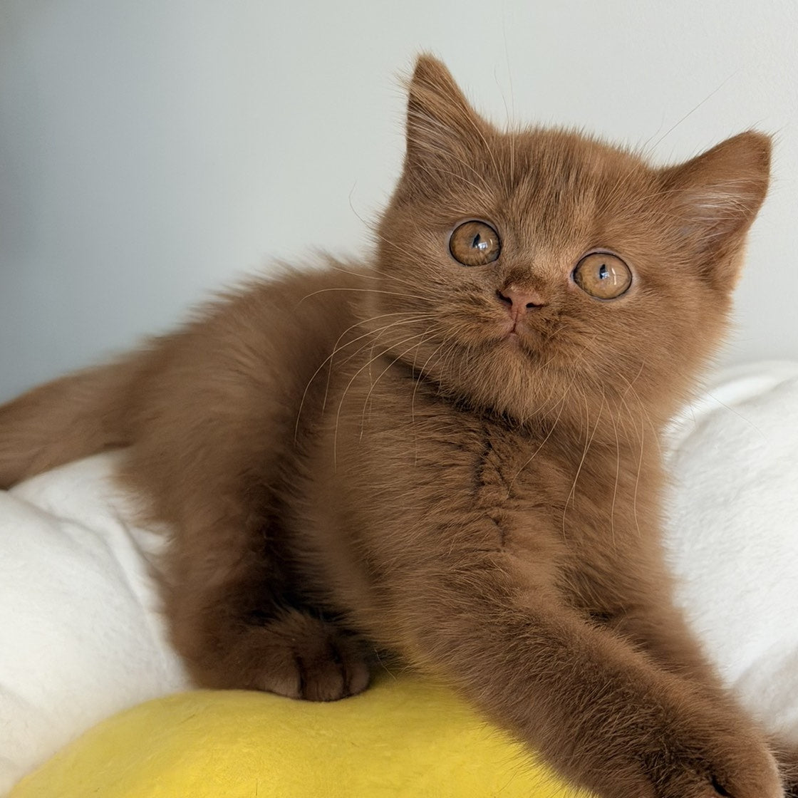 Samanta British Shorthair female, cinnamon