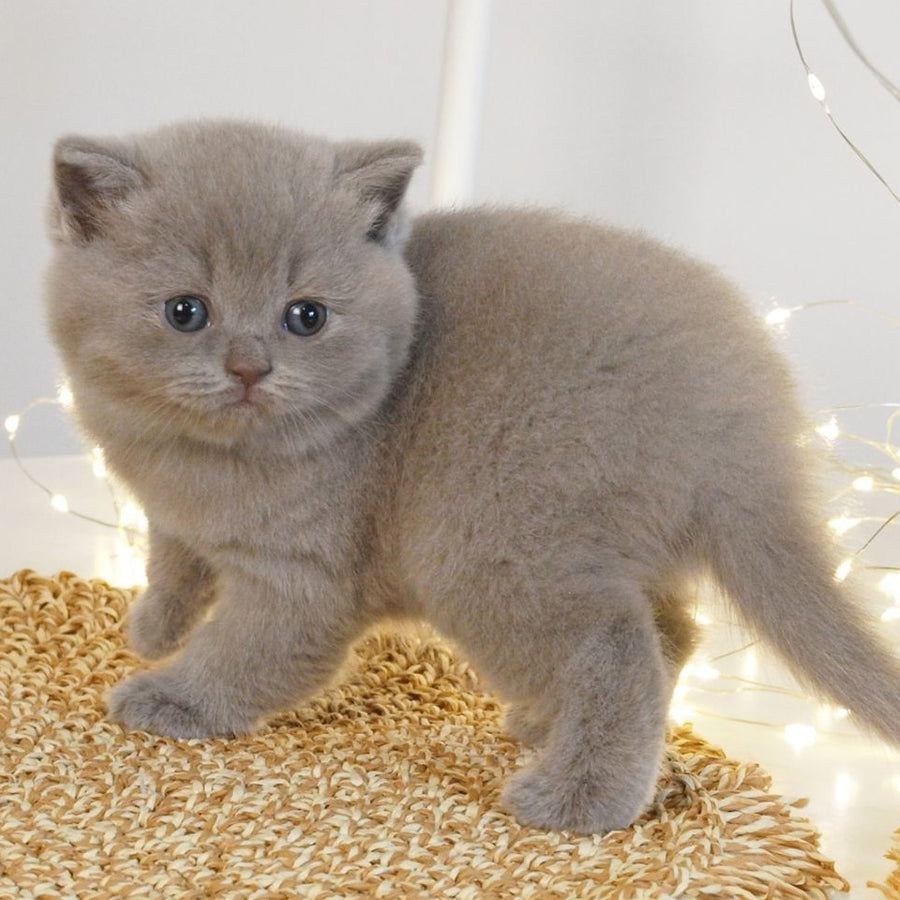 Perl British Shorthair female, lilac
