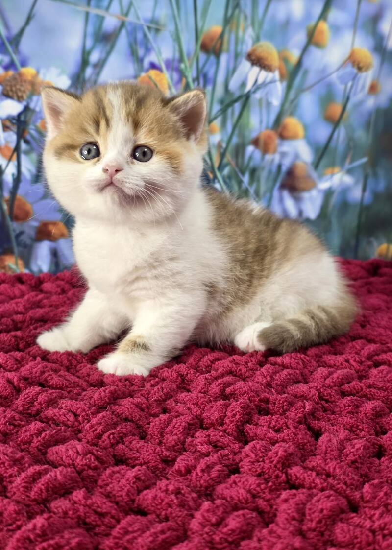 Kira Scottish Straight female cinnamon spotted tabby bicolour - live animals