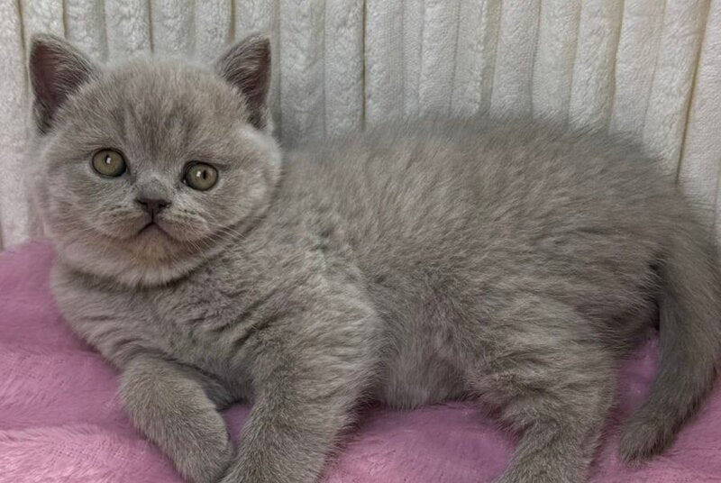 Blanca Scottish Straight female, lilac