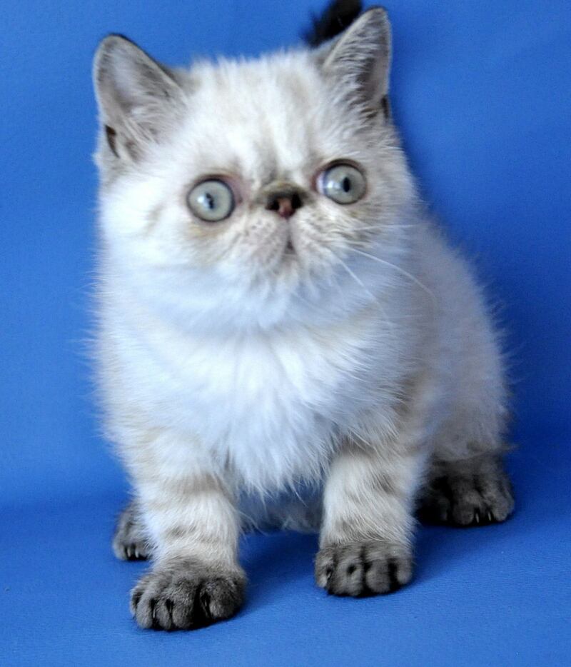 Peni Persian female, blue lynx pointed