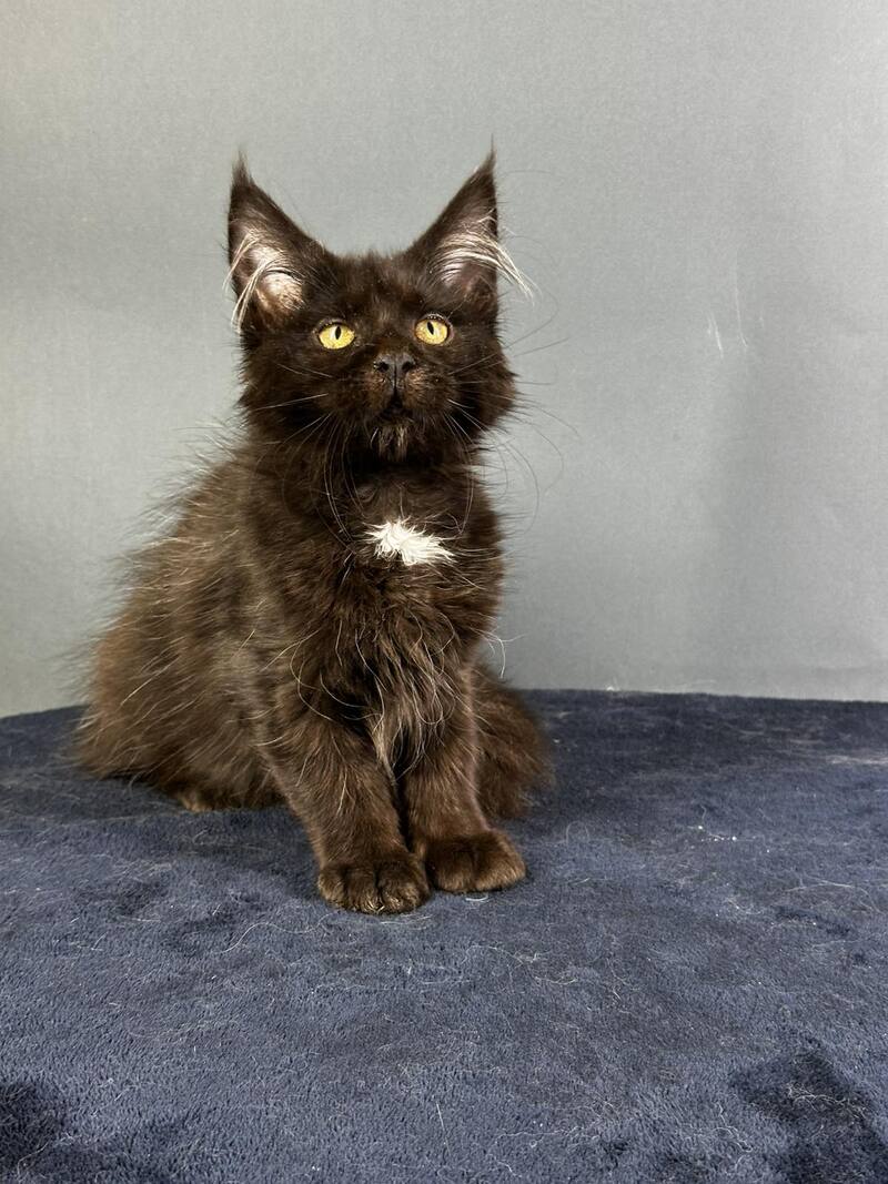 Gucci Maine Coon female black with white - live animals