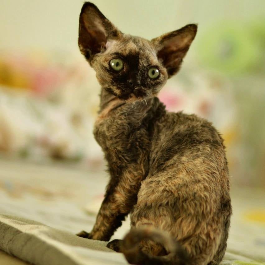 Pixie Devon Rex female, black tortie